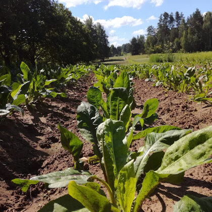 Cigoriņš smeļ saules spēku